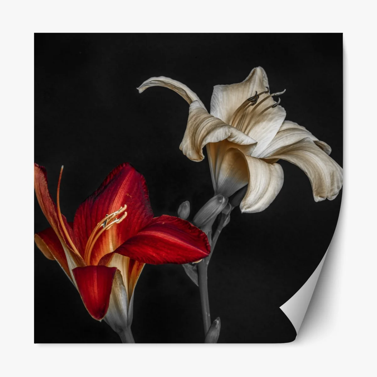 Naklejka repozycjonowalna dramatyczne czerwone i kremowe lilie na czarnym tle – Wallissimo® Naklejka repozycjonowalna dramatyczne czerwone i kremowe lilie na czarnym tle – Wallissimo®