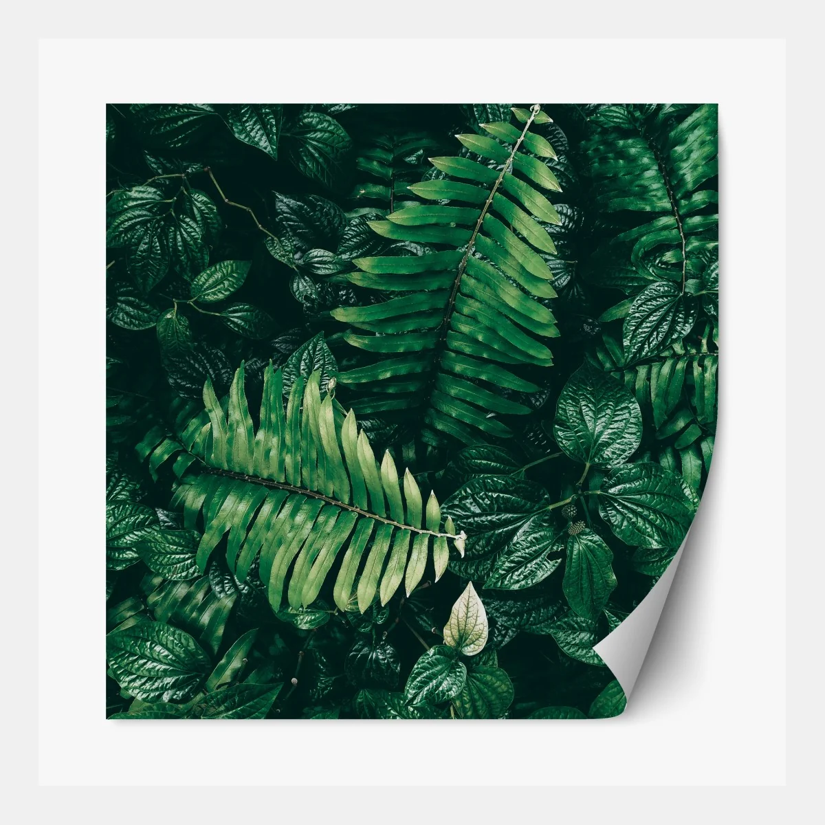 Naklejka repozycjonowalna bujne tropikalne liście – Wallissimo® Naklejka repozycjonowalna bujne tropikalne liście – Wallissimo®