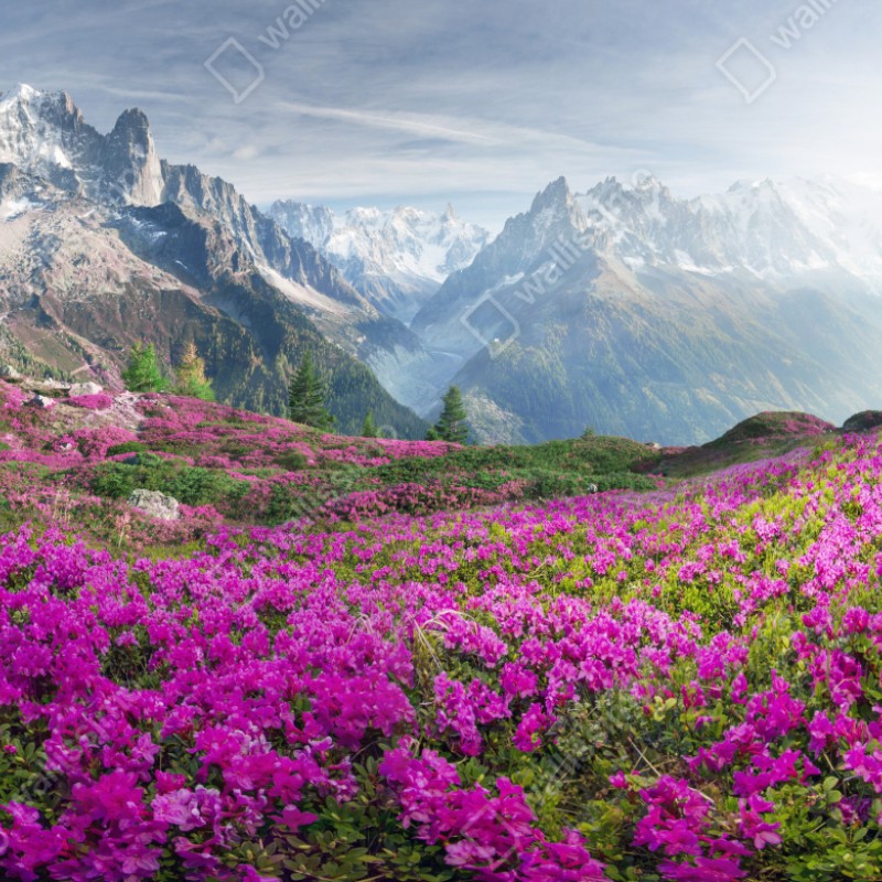 Naklejka repozycjonowalna alpejska łąka różaneczników przy Mont Blanc – Wallissimo® Naklejka repozycjonowalna alpejska łąka różaneczników przy Mont Blanc – Wallissimo®