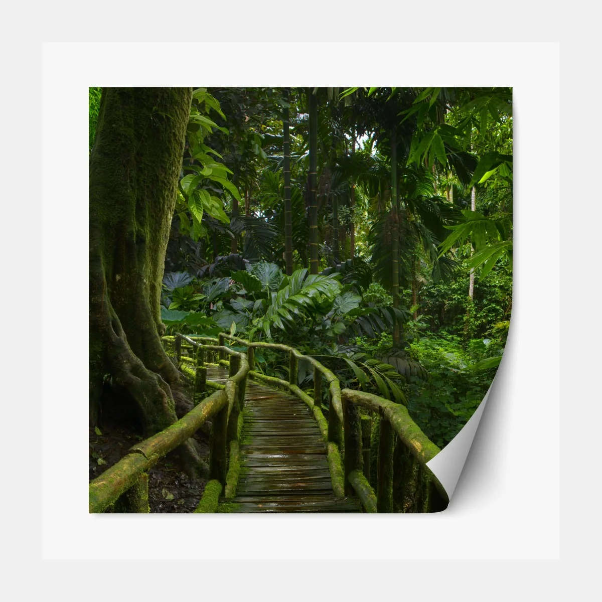 Naklejka repozycjonowalna spokojna kładka w dżungli przez bujny las deszczowy – Wallissimo® Naklejka repozycjonowalna spokojna kładka w dżungli przez bujny las deszczowy – Wallissimo®