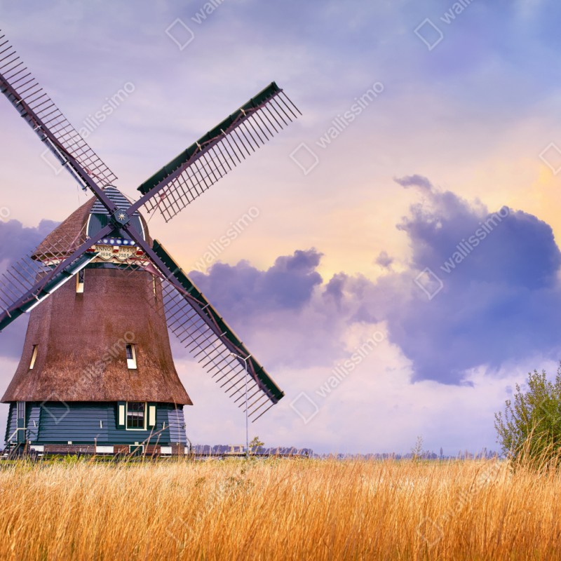 Naklejka repozycjonowalna historyczny wiatrak na złotych polach – Wallissimo® Naklejka repozycjonowalna historyczny wiatrak na złotych polach – Wallissimo®