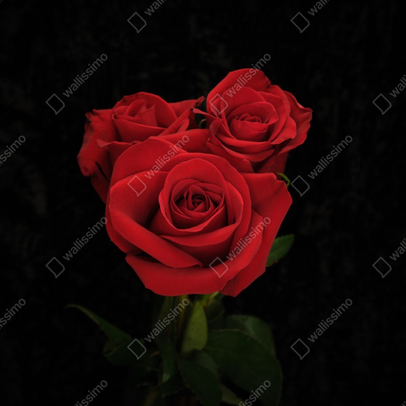 Naklejka repozycjonowalna czerwone róże na czarnym tle – Wallissimo® Naklejka repozycjonowalna czerwone róże na czarnym tle – Wallissimo®