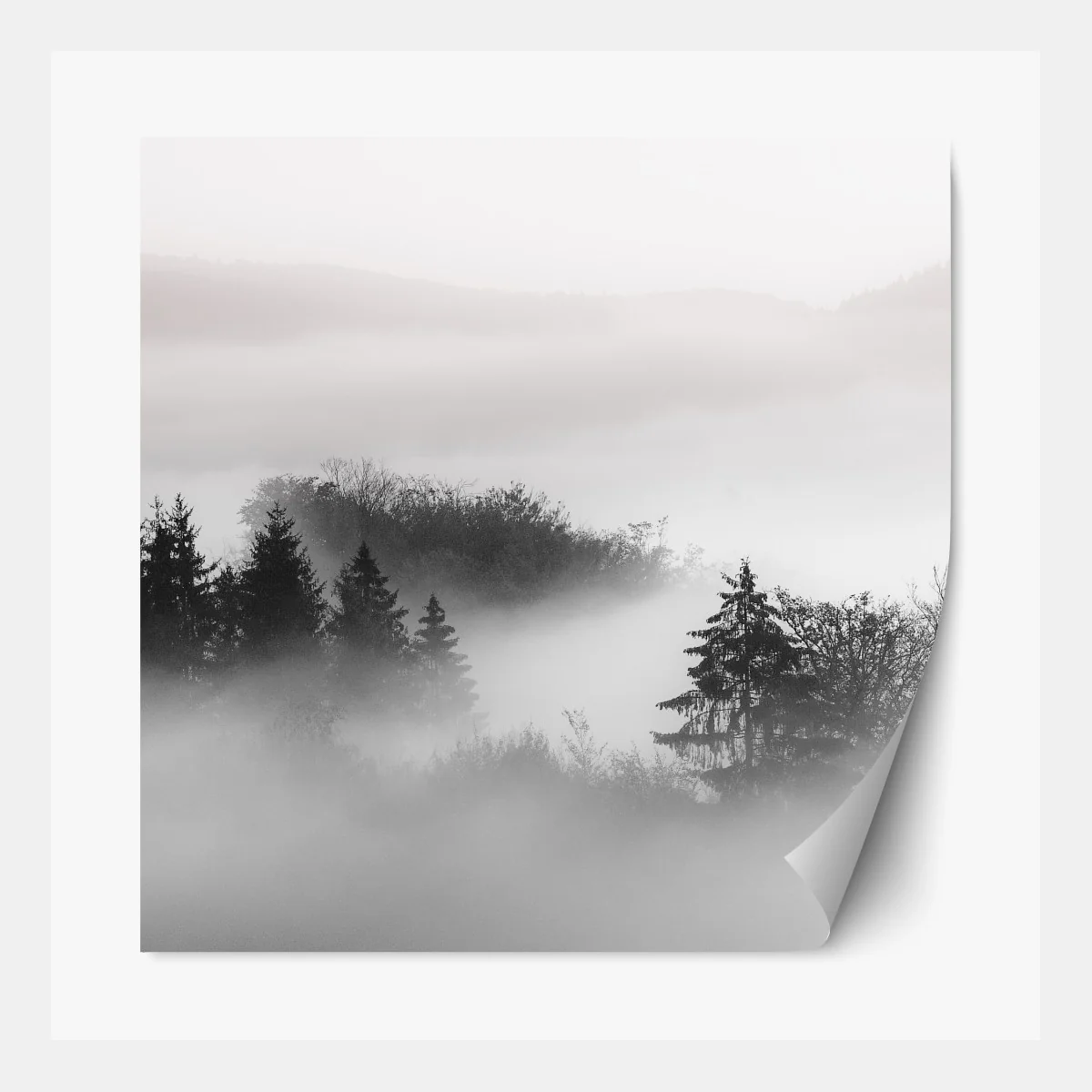 Naklejka repozycjonowalna mglisty las w odcieniach szarości – Wallissimo® Naklejka repozycjonowalna mglisty las w odcieniach szarości – Wallissimo®