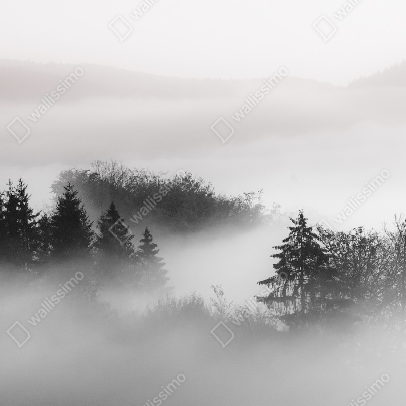 Naklejka repozycjonowalna mglisty las w odcieniach szarości – Wallissimo® Naklejka repozycjonowalna mglisty las w odcieniach szarości – Wallissimo®