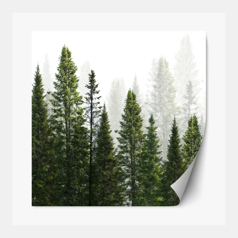 Naklejka repozycjonowalna mglisty las jodłowy