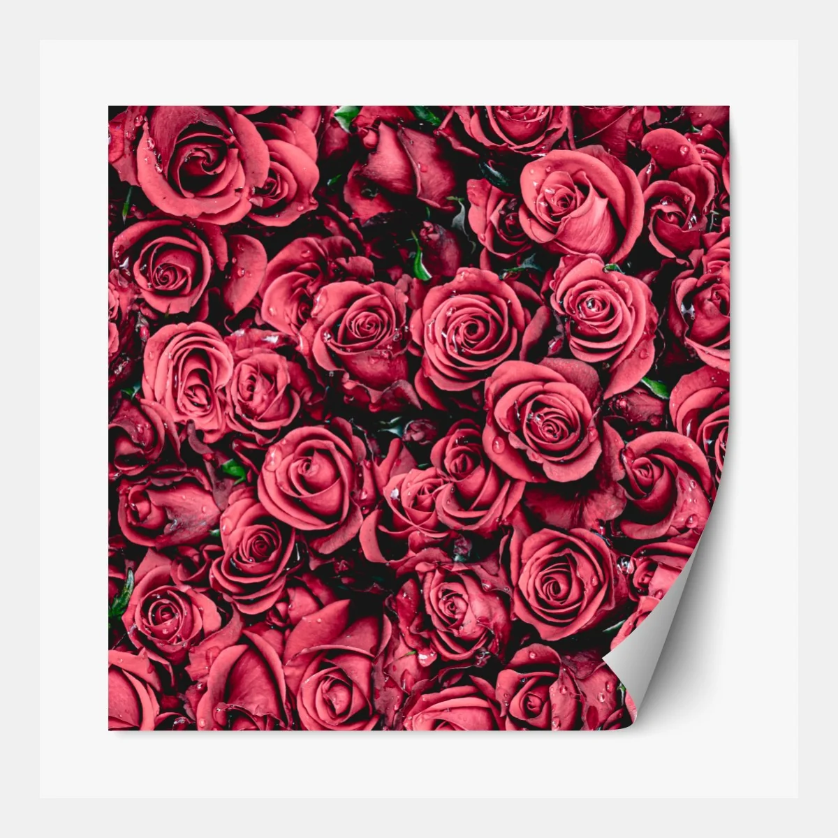 Naklejka repozycjonowalna gęste czerwone róże dekoracja ścienna – Wallissimo® Naklejka repozycjonowalna gęste czerwone róże dekoracja ścienna – Wallissimo®