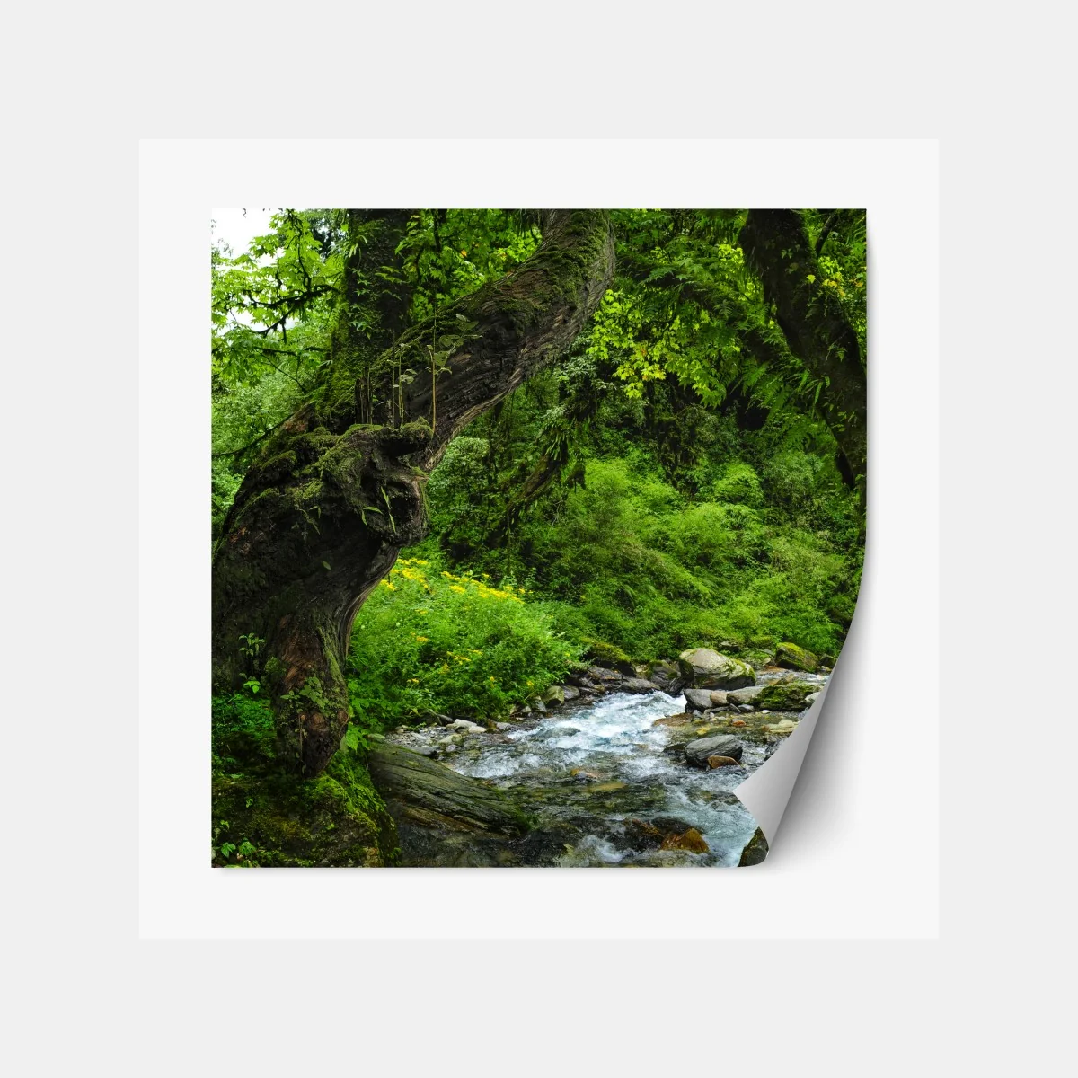 Naklejka repozycjonowalna mszysty leśny strumień panorama – Wallissimo® Naklejka repozycjonowalna mszysty leśny strumień panorama – Wallissimo®
