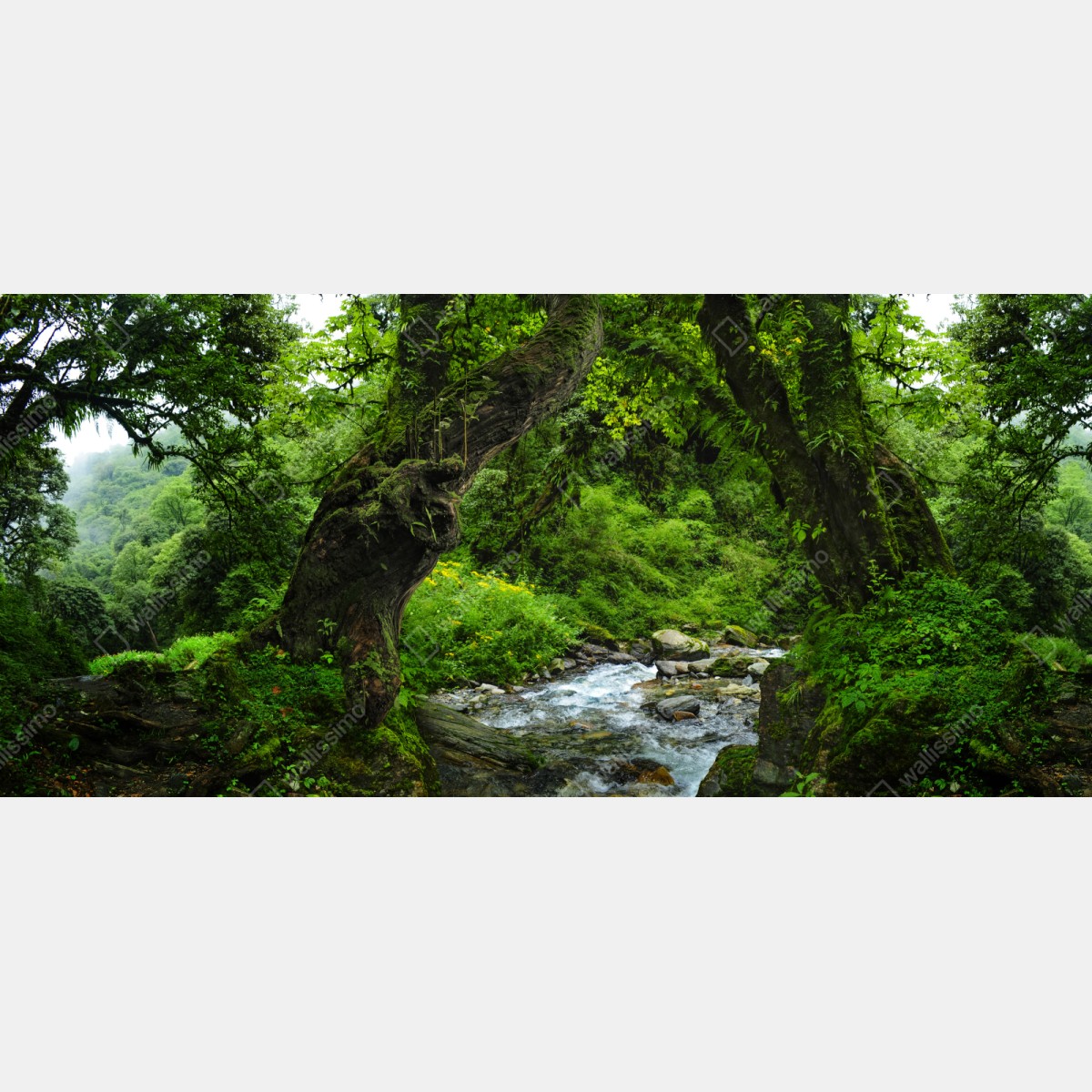 Naklejka repozycjonowalna mszysty leśny strumień panorama – Wallissimo® Naklejka repozycjonowalna mszysty leśny strumień panorama – Wallissimo®