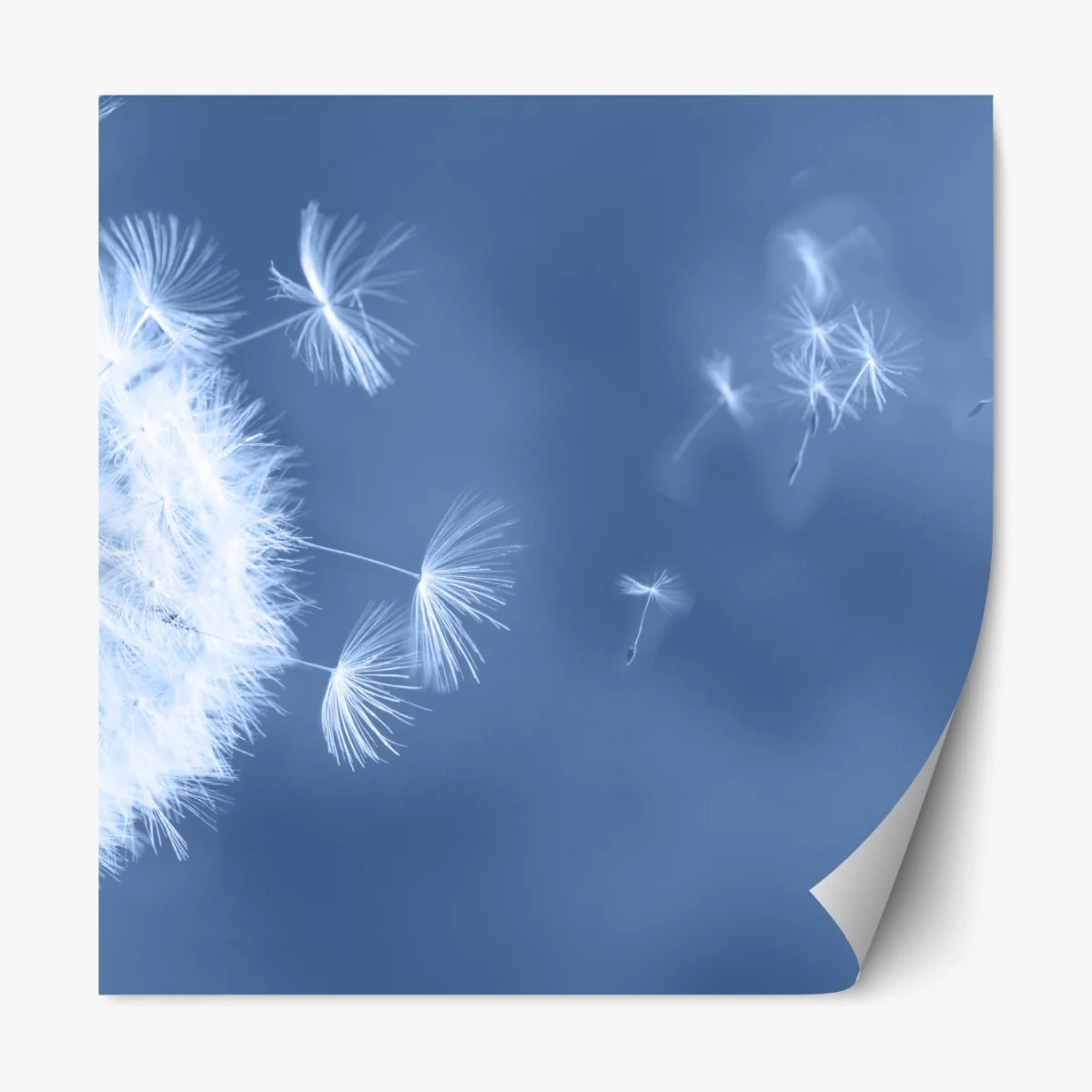 Naklejka repozycjonowalna delikatne nasiona dmuchawca w odcieniach niebieskiego – Wallissimo® Naklejka repozycjonowalna delikatne nasiona dmuchawca w odcieniach niebieskiego – Wallissimo®