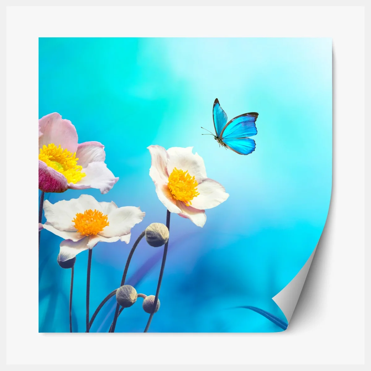 Naklejka repozycjonowalna delikatne różowe anemony i niebieski motyl – Wallissimo® Naklejka repozycjonowalna delikatne różowe anemony i niebieski motyl – Wallissimo®