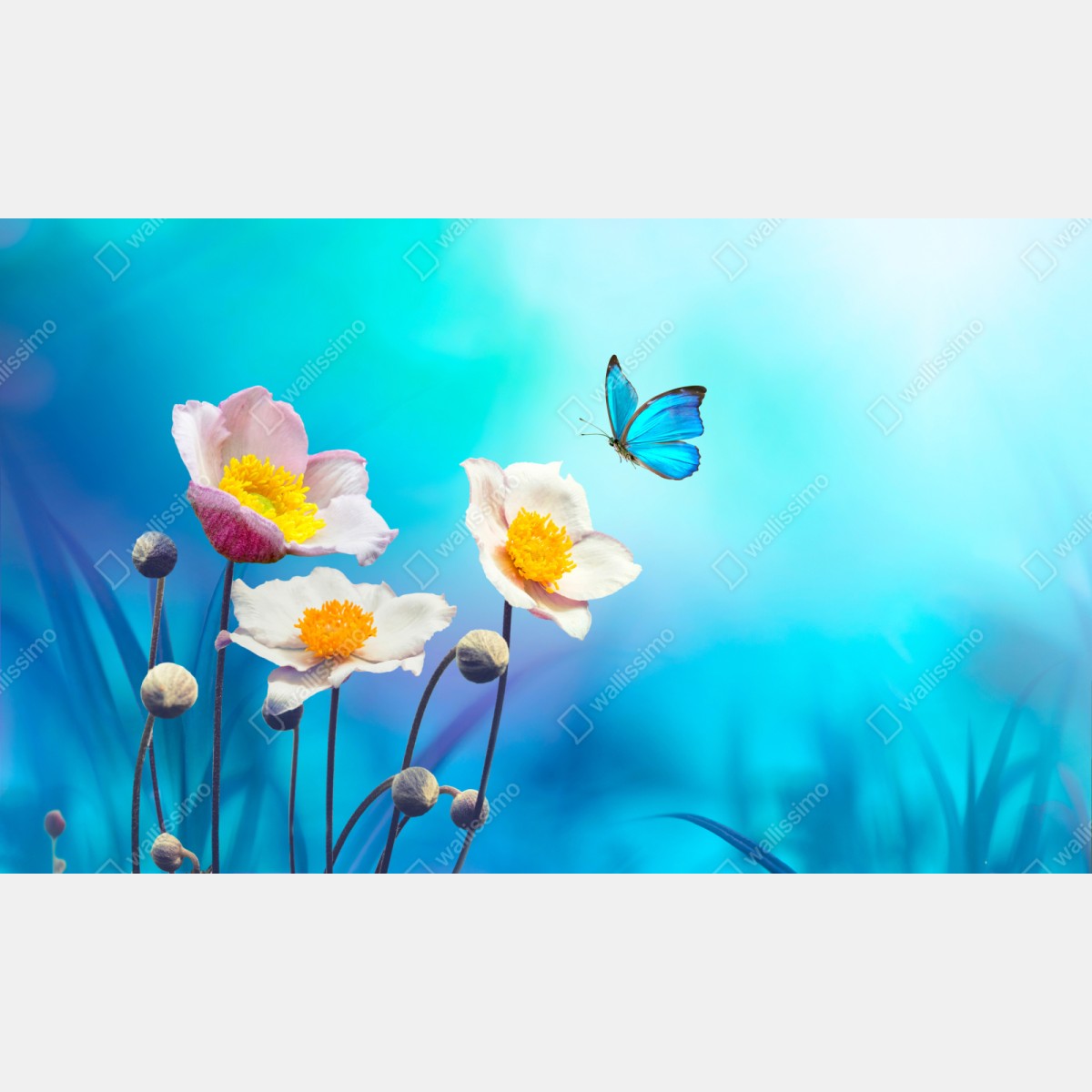 Naklejka repozycjonowalna delikatne różowe anemony i niebieski motyl – Wallissimo® Naklejka repozycjonowalna delikatne różowe anemony i niebieski motyl – Wallissimo®
