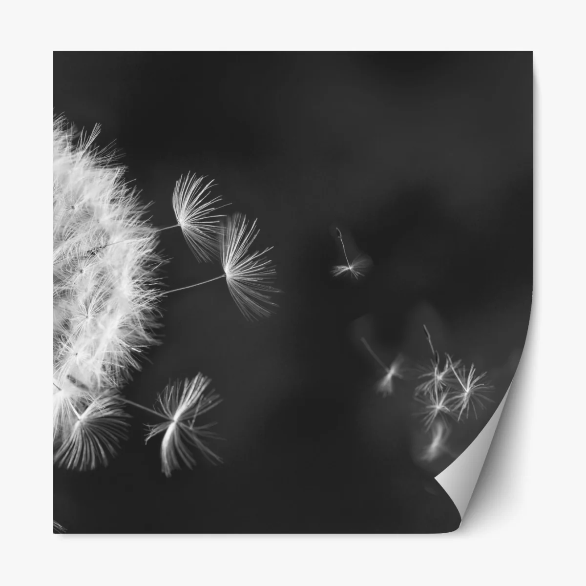 Naklejka repozycjonowalna unoszące się nasiona mniszka – Wallissimo® Naklejka repozycjonowalna unoszące się nasiona mniszka – Wallissimo®