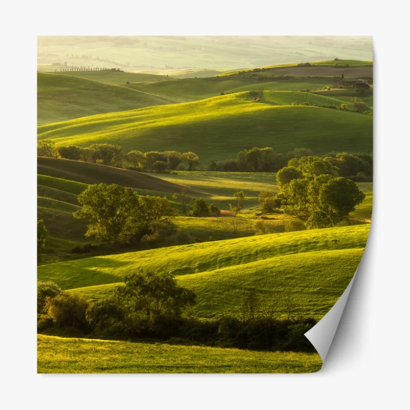 Naklejka repozycjonowalna czerwono-białe tulipany na czarnym tle – Wallissimo®