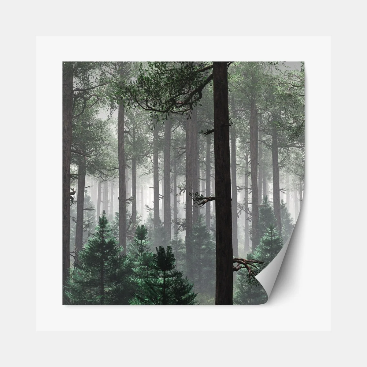 Naklejka repozycjonowalna mglisty iglasty las – Wallissimo® Naklejka repozycjonowalna mglisty iglasty las – Wallissimo®