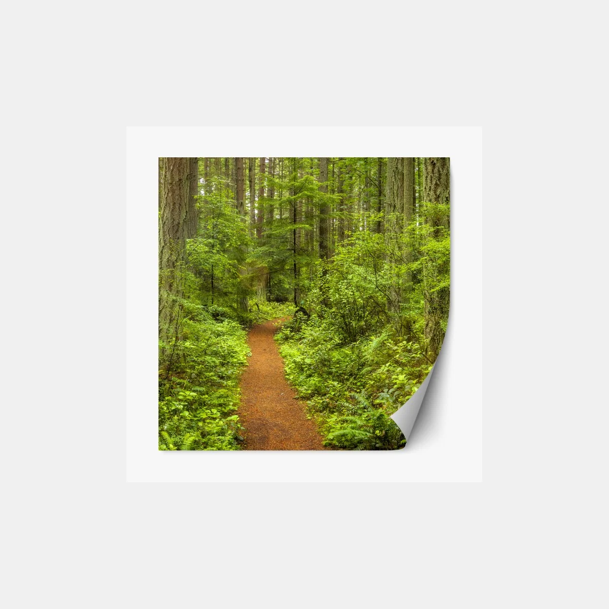 Naklejka repozycjonowalna spokojna leśna ścieżka – Wallissimo® Naklejka repozycjonowalna spokojna leśna ścieżka – Wallissimo®