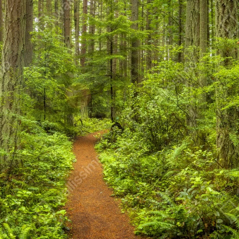 Naklejka repozycjonowalna spokojna leśna ścieżka – Wallissimo® Naklejka repozycjonowalna spokojna leśna ścieżka – Wallissimo®