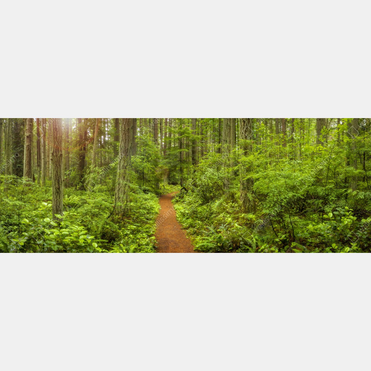 Naklejka repozycjonowalna spokojna leśna ścieżka – Wallissimo® Naklejka repozycjonowalna spokojna leśna ścieżka – Wallissimo®