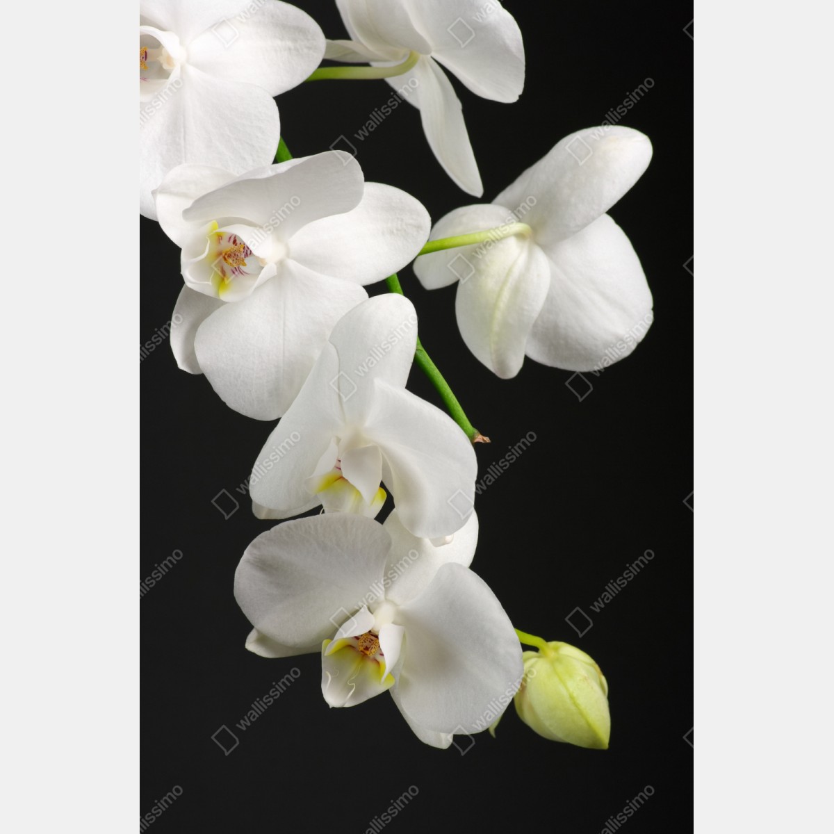 Naklejka na szafę biała gałązka orchidei na czarnym tle – Wallissimo® Naklejka na szafę biała gałązka orchidei na czarnym tle – Wallissimo®