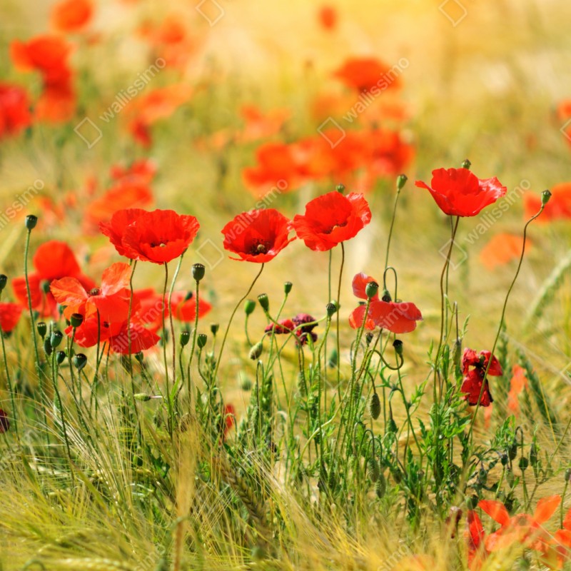 Naklejka na szafę łąka czerwonych maków w słońcu – Wallissimo® Naklejka na szafę łąka czerwonych maków w słońcu – Wallissimo®