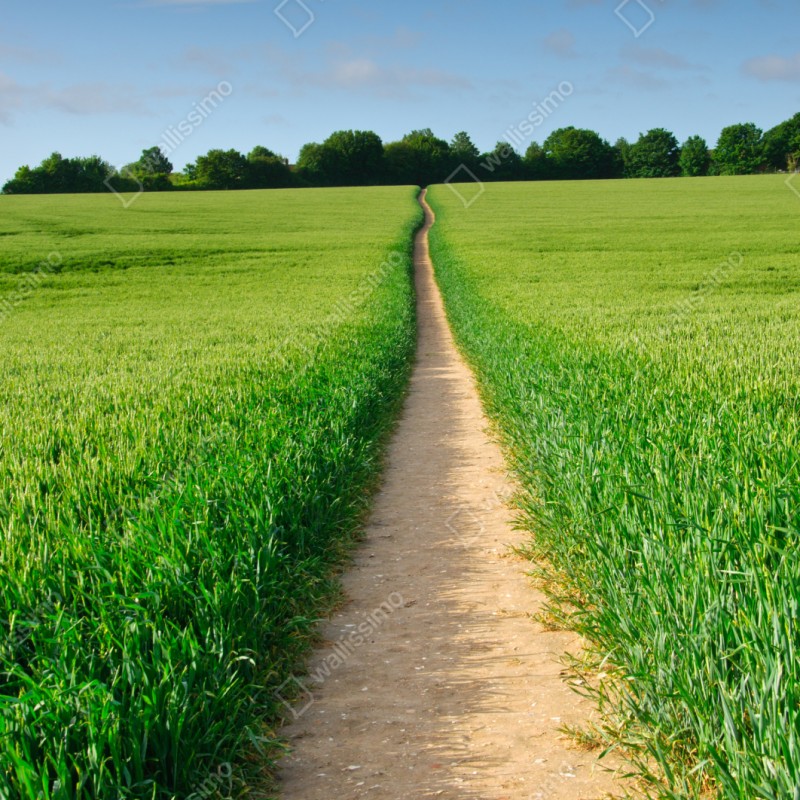 Naklejka na szafę słoneczna ścieżka przez zieloną łąkę – Wallissimo® Naklejka na szafę słoneczna ścieżka przez zieloną łąkę – Wallissimo®