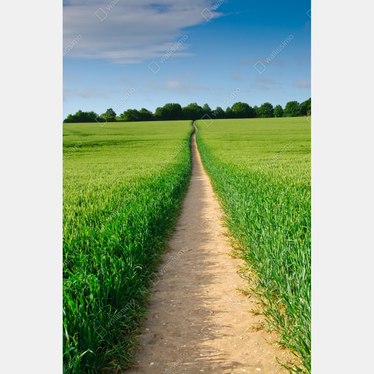 Naklejka na szafę słoneczna ścieżka przez zieloną łąkę – Wallissimo® Naklejka na szafę słoneczna ścieżka przez zieloną łąkę – Wallissimo®