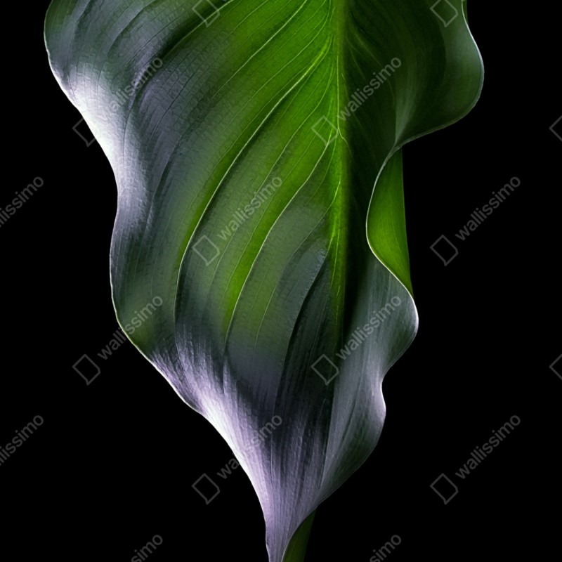 Naklejka na szafę elegancki zielony liść na czarnym tle – Wallissimo® Naklejka na szafę elegancki zielony liść na czarnym tle – Wallissimo®