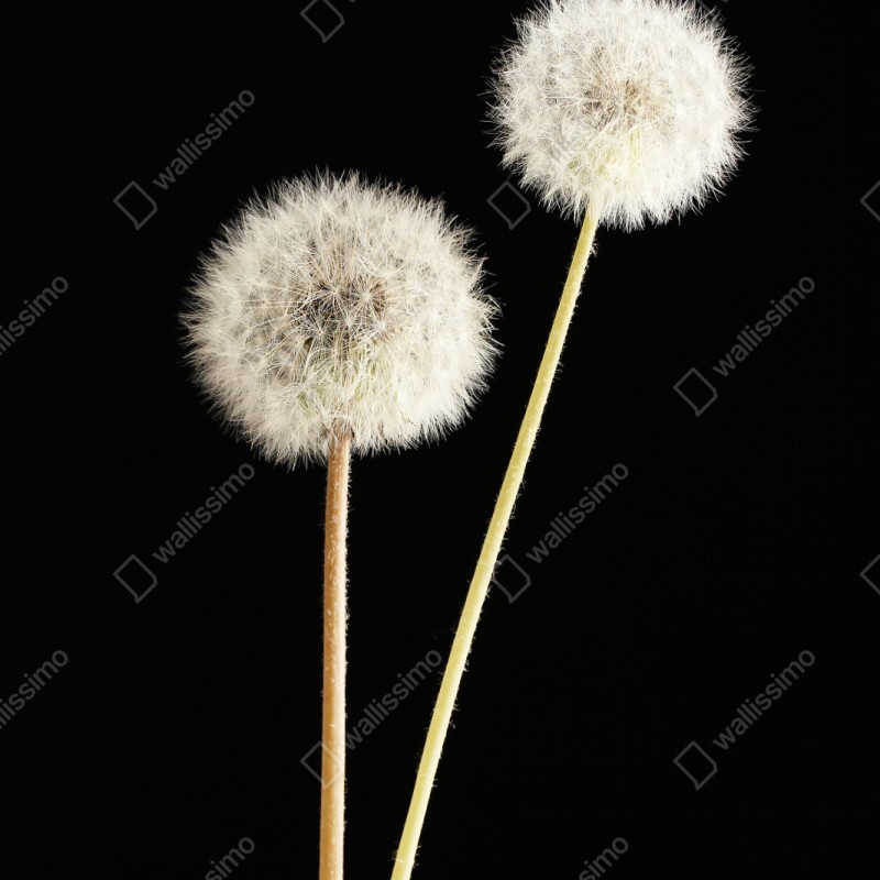 Naklejka na szafę delikatne dmuchawce na czarnym tle – Wallissimo® Naklejka na szafę delikatne dmuchawce na czarnym tle – Wallissimo®