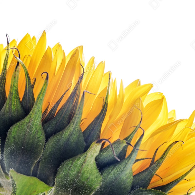 Naklejka na szafę słonecznik w rogu na białym tle – Wallissimo® Naklejka na szafę słonecznik w rogu na białym tle – Wallissimo®