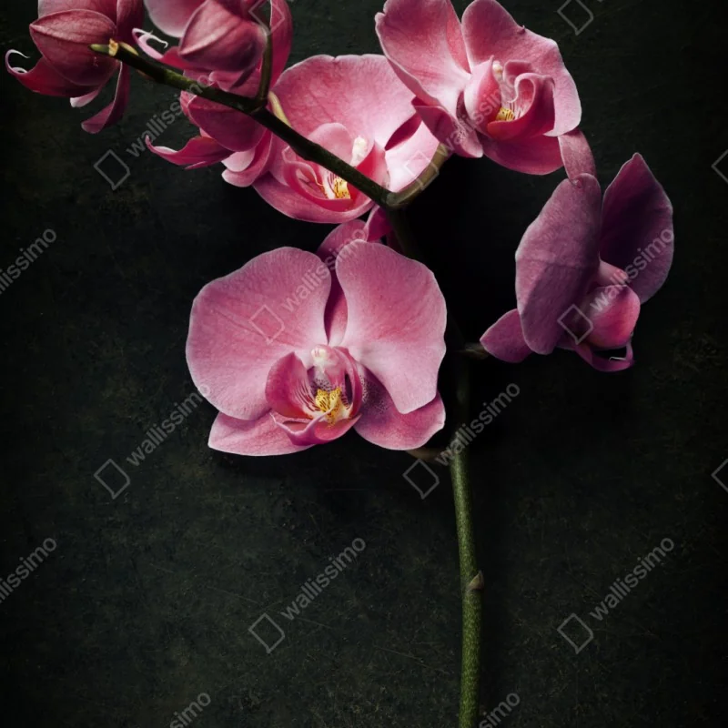 Naklejka na szafę różowy storczyk na ciemnym tle w stylu vintage – Wallissimo® Naklejka na szafę różowy storczyk na ciemnym tle w stylu vintage – Wallissimo®