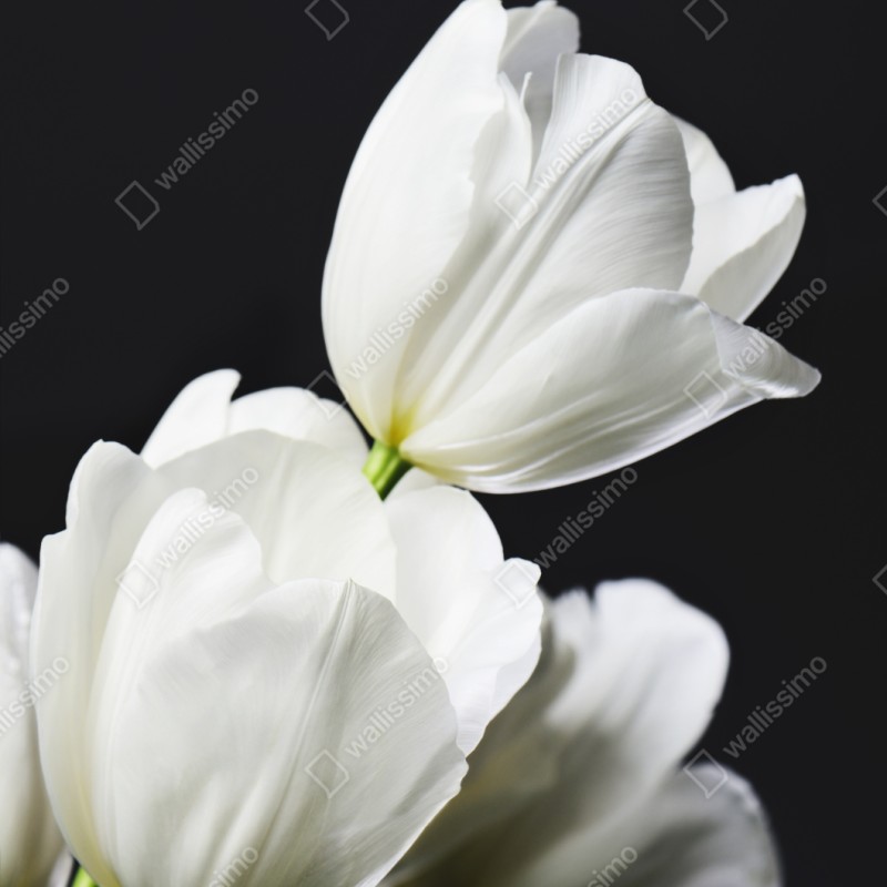 Naklejka na szafę biały bukiet tulipanów na ciemnym tle – Wallissimo® Naklejka na szafę biały bukiet tulipanów na ciemnym tle – Wallissimo®