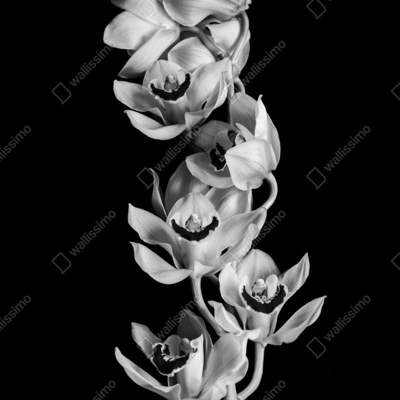 Naklejka na szafę elegancka monochromatyczna gałąź orchidei – Wallissimo® Naklejka na szafę elegancka monochromatyczna gałąź orchidei – Wallissimo®