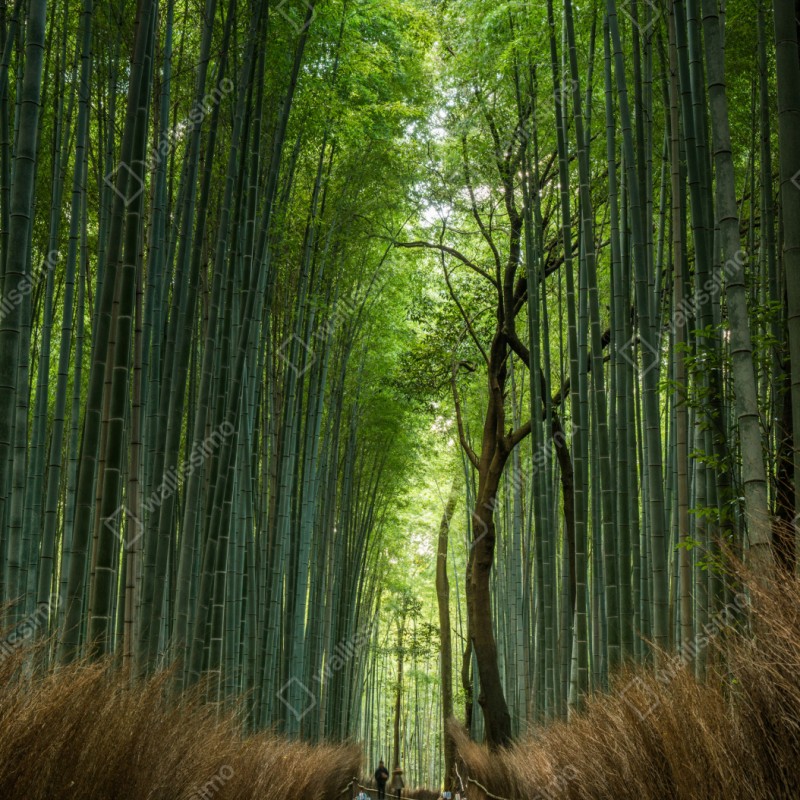 Naklejka na szafę spokojna alejka w bambusowym gaju – Wallissimo® Naklejka na szafę spokojna alejka w bambusowym gaju – Wallissimo®