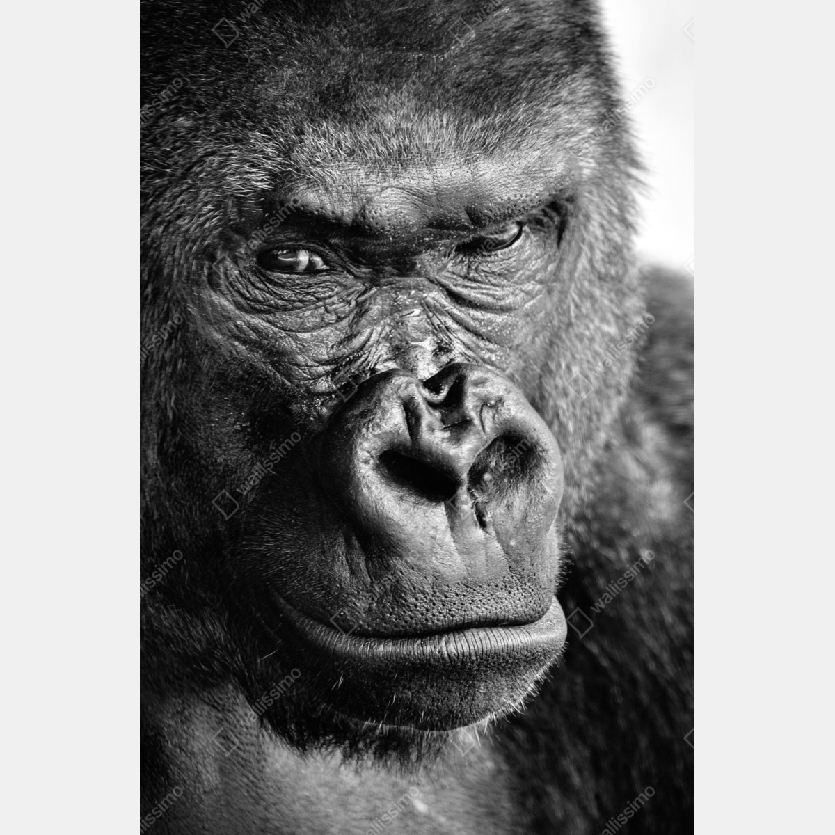 Naklejka na szafę intensywny portret goryla w czerni i bieli – Wallissimo® Naklejka na szafę intensywny portret goryla w czerni i bieli – Wallissimo®