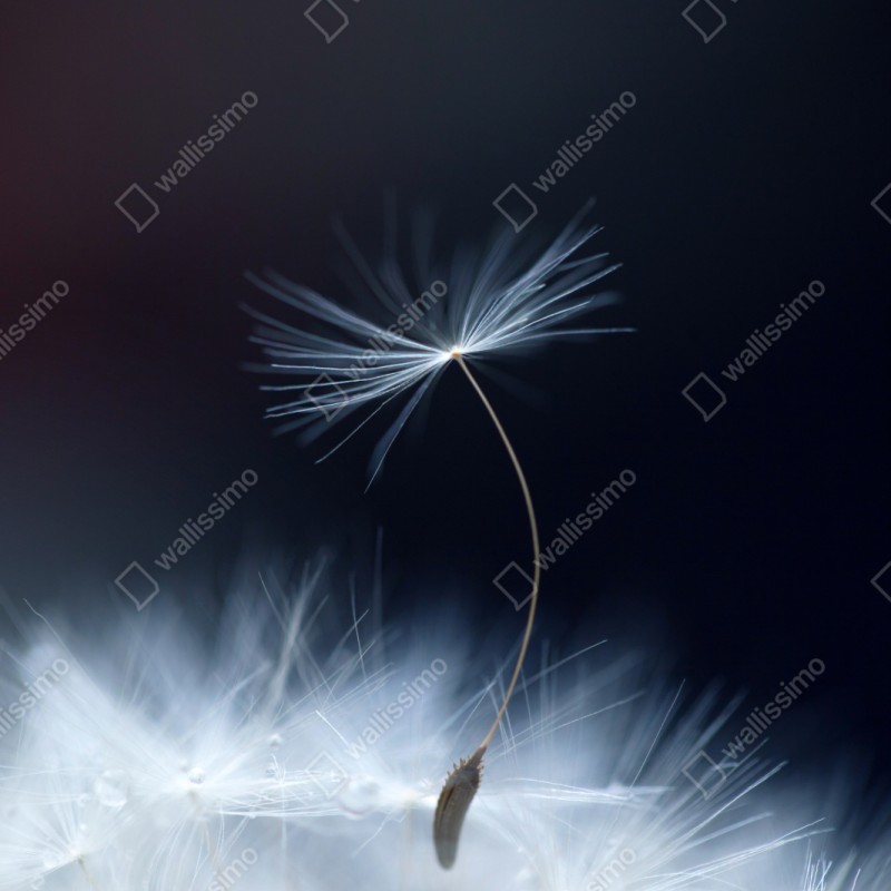 Naklejka na szafę delikatne zbliżenie nasiona dmuchawca – Wallissimo® Naklejka na szafę delikatne zbliżenie nasiona dmuchawca – Wallissimo®