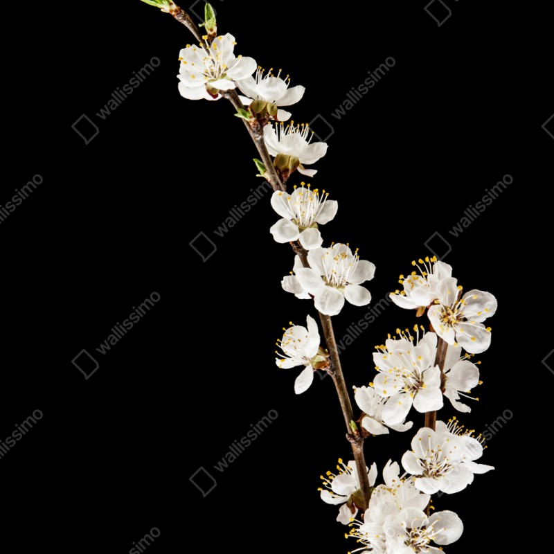 Naklejka na szafę delikatna gałązka kwitnącej moreli na czarnym tle – Wallissimo® Naklejka na szafę delikatna gałązka kwitnącej moreli na czarnym tle – Wallissimo®