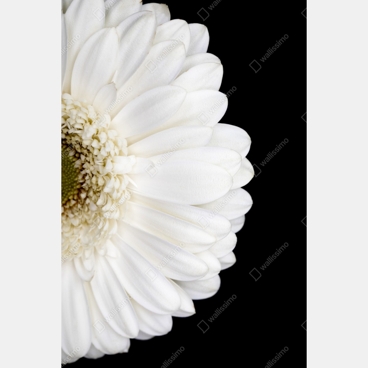Naklejka na szafę biała gerbera na czarnym tle minimalistyczne zbliżenie – Wallissimo® Naklejka na szafę biała gerbera na czarnym tle minimalistyczne zbliżenie – Wallissimo®