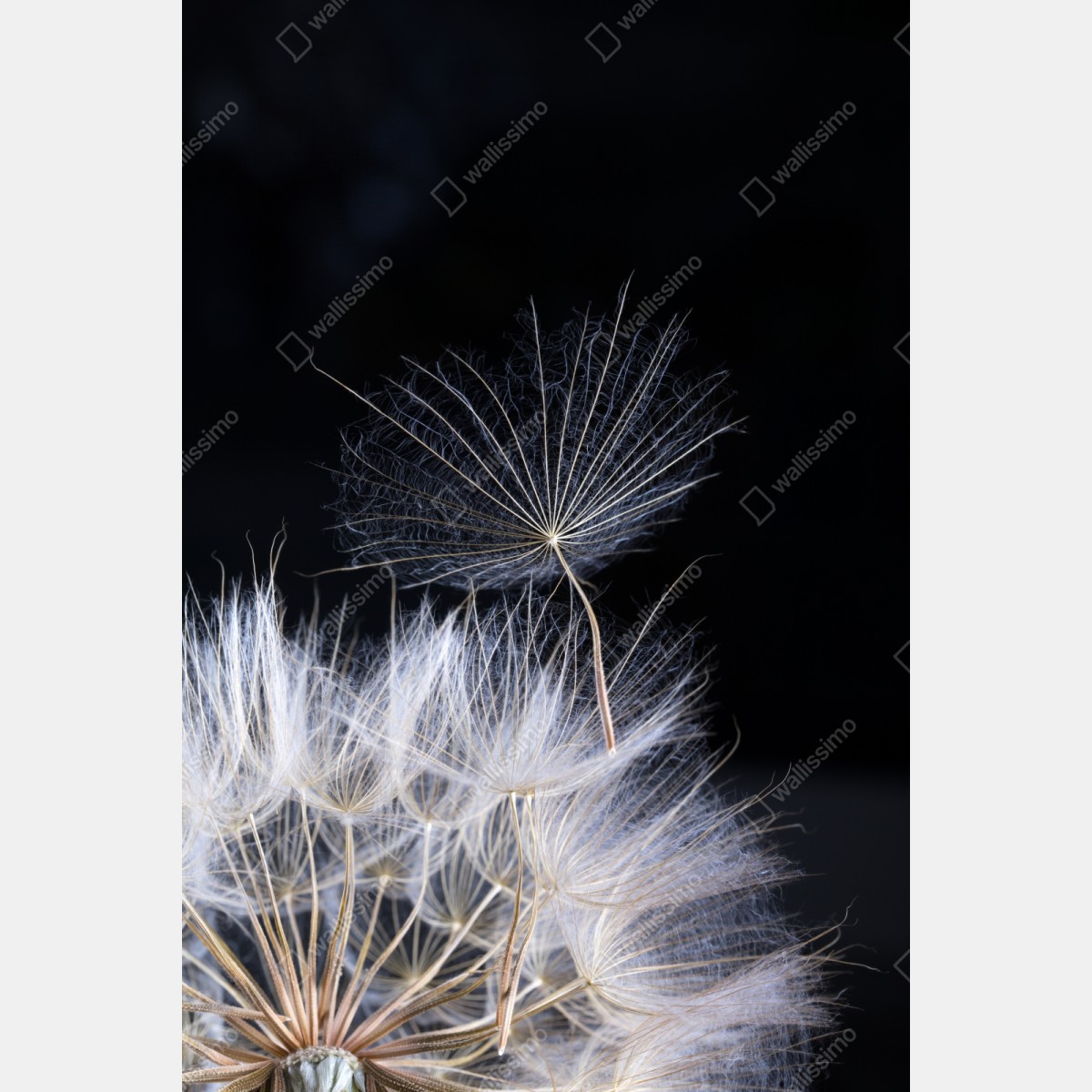 Naklejka na szafę delikatne ziarno mniszka na czarnym tle – Wallissimo® Naklejka na szafę delikatne ziarno mniszka na czarnym tle – Wallissimo®