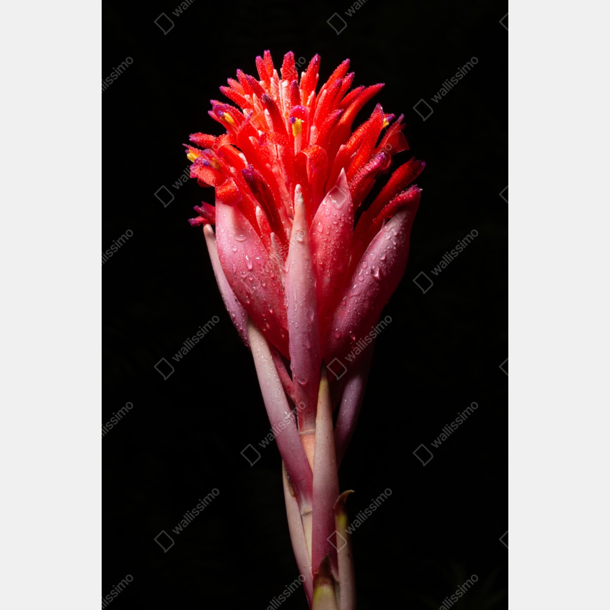 Naklejka na szafę intensywny różowy kwiat na czarnym tle – Wallissimo® Naklejka na szafę intensywny różowy kwiat na czarnym tle – Wallissimo®