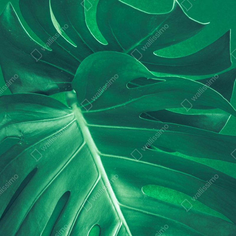 Naklejka na szafę bujny liść monstery zbliżenie – Wallissimo® Naklejka na szafę bujny liść monstery zbliżenie – Wallissimo®