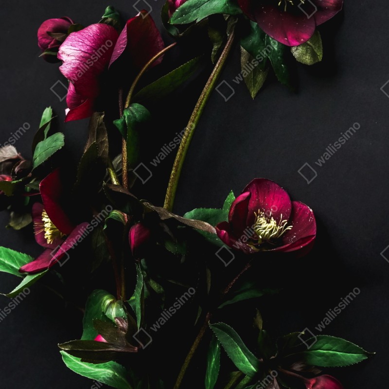 Naklejka na szafę mroczna fioletowa kompozycja kwiatowa – Wallissimo® Naklejka na szafę mroczna fioletowa kompozycja kwiatowa – Wallissimo®