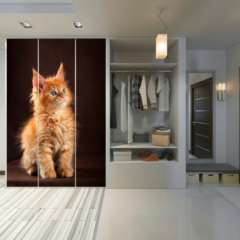 Naklejka na szafę uroczy rudy kociak w portrecie – Wallissimo® Naklejka na szafę uroczy rudy kociak w portrecie – Wallissimo®