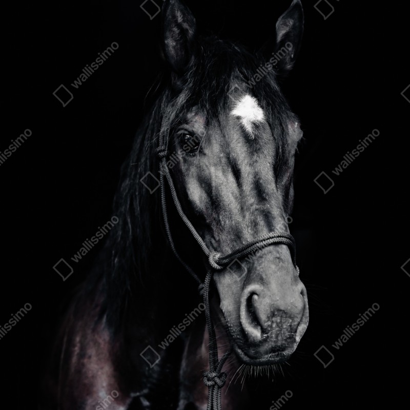 Naklejka na szafę majestatyczny portret konia – Wallissimo® Naklejka na szafę majestatyczny portret konia – Wallissimo®