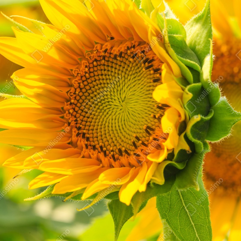 Naklejka na szafę zbliżenie słonecznika – Wallissimo® Naklejka na szafę zbliżenie słonecznika – Wallissimo®