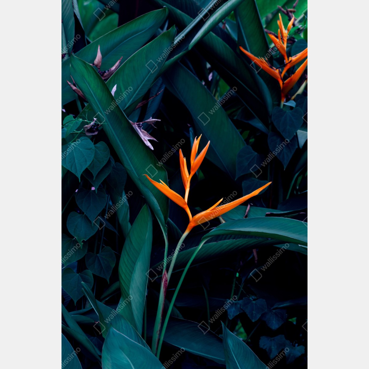 Naklejka na szafę żywa strelicja na tle ciemnozielonych liści – Wallissimo® Naklejka na szafę żywa strelicja na tle ciemnozielonych liści – Wallissimo®