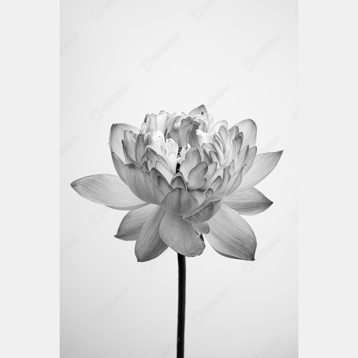 Naklejka na szafę spokojny lotos w odcieniach szarości – Wallissimo® Naklejka na szafę spokojny lotos w odcieniach szarości – Wallissimo®