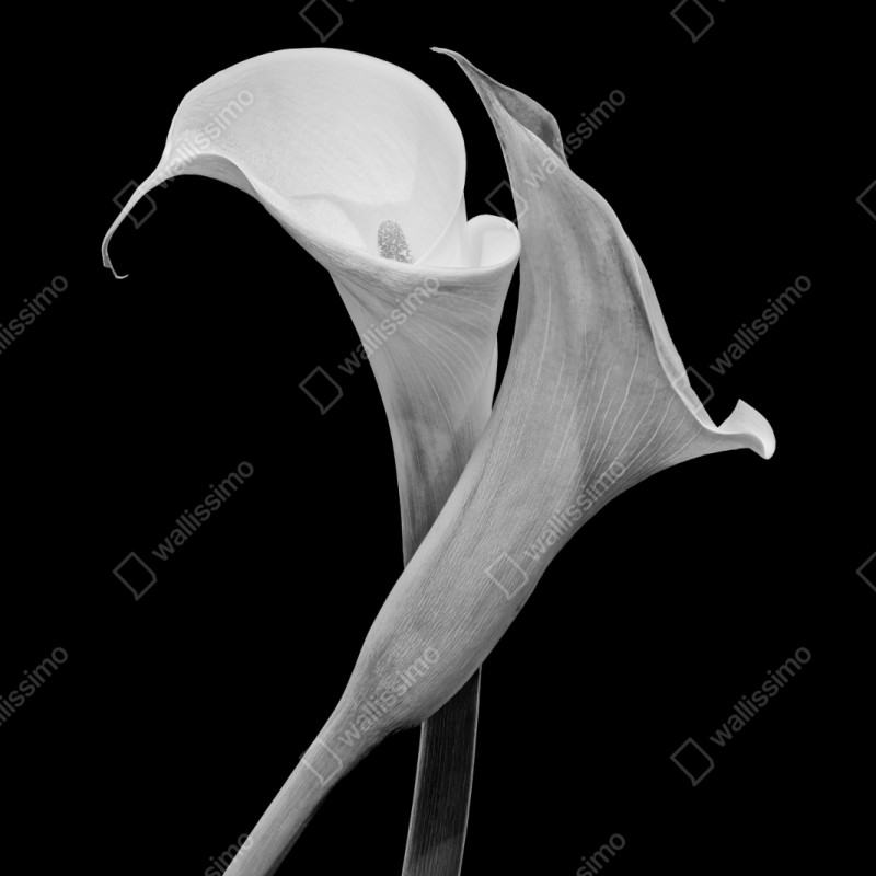 Naklejka na szafę eleganckie kalie w monochromie – Wallissimo® Naklejka na szafę eleganckie kalie w monochromie – Wallissimo®