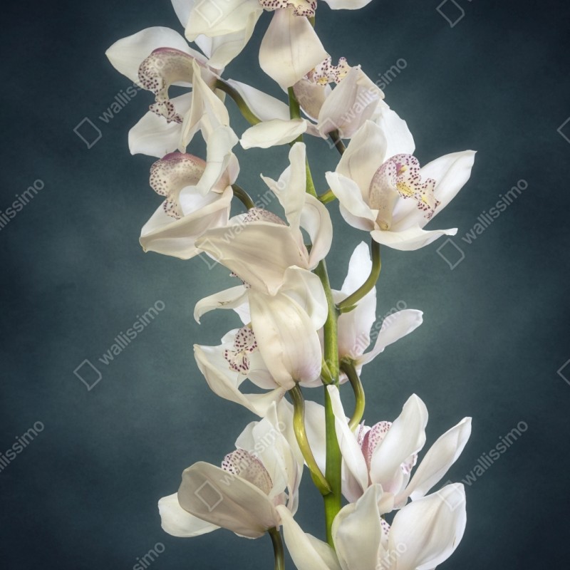Naklejka na szafę delikatne białe storczyki na stonowanym tle – Wallissimo® Naklejka na szafę delikatne białe storczyki na stonowanym tle – Wallissimo®