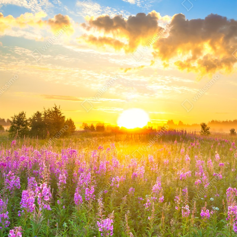 Naklejka na szafę wschód słońca nad łąką pełną fioletowych kwiatów – Wallissimo® Naklejka na szafę wschód słońca nad łąką pełną fioletowych kwiatów – Wallissimo®
