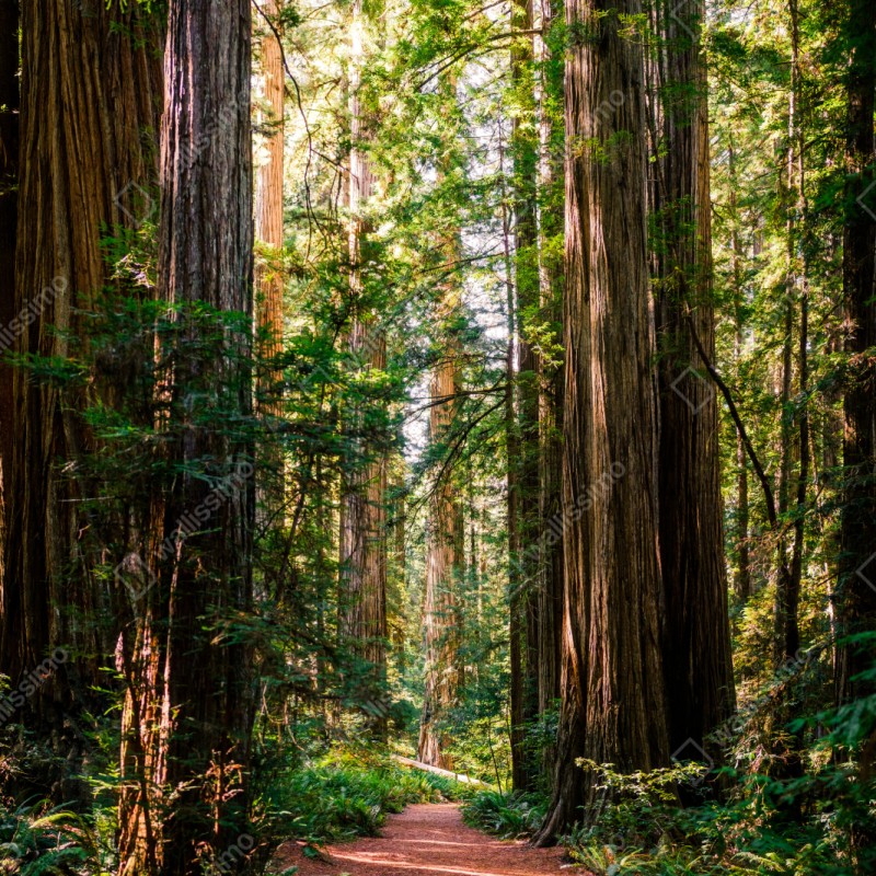 Naklejka na szafę majestatyczna ścieżka w lesie sekwoi – Wallissimo® Naklejka na szafę majestatyczna ścieżka w lesie sekwoi – Wallissimo®