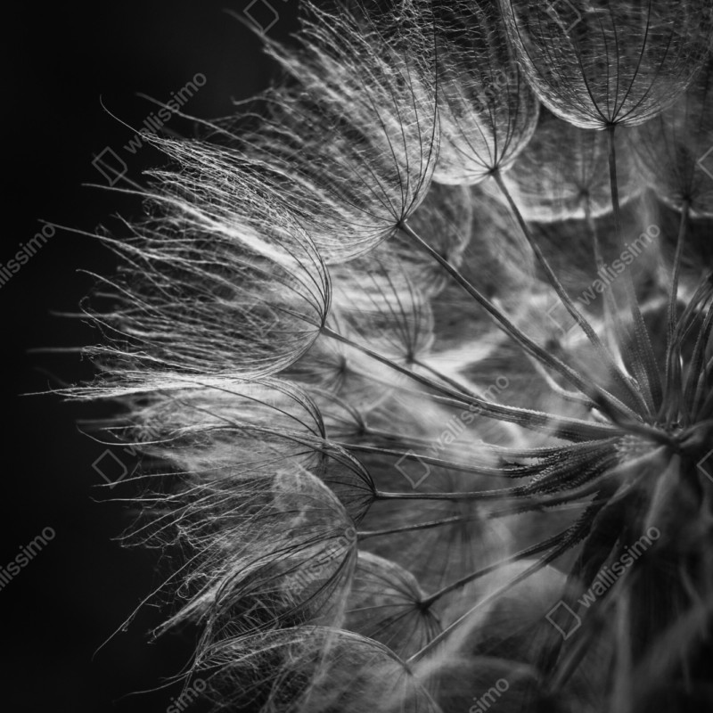 Naklejka na szafę delikatny puch dmuchawca w monochromie – Wallissimo® Naklejka na szafę delikatny puch dmuchawca w monochromie – Wallissimo®